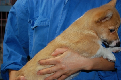 ウェルシュコーギーペンブロークの子犬の写真200906203-2