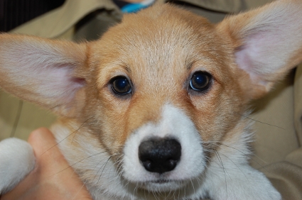 ウェルシュコーギーペンブロークのオス2頭目の子犬の写真