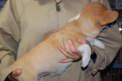 ウェルシュコーギーペンブロークのオス2頭目の子犬の側面写真