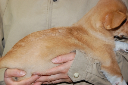 ウェルシュコーギーペンブロークのオス3頭目の子犬の側面写真