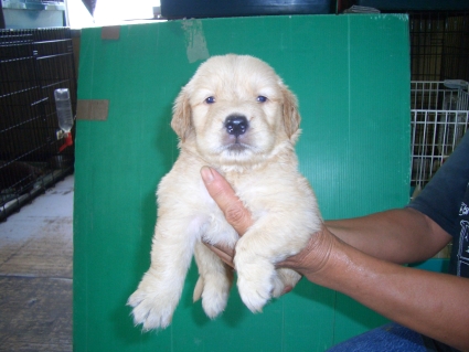 ゴールデンレトリバーの子犬の写真6