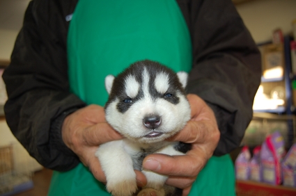シベリアンハスキーの子犬の写真No.200812111