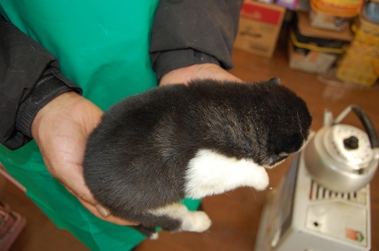 シベリアンハスキーの子犬の写真No.200812111-2