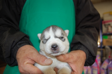 シベリアンハスキーの子犬の写真No.200812112