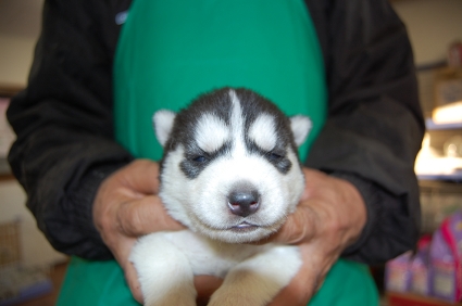 シベリアンハスキーの子犬の写真No.200812113