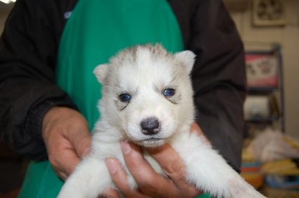 シベリアンハスキーの子犬の写真No.200812031