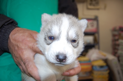 シベリアンハスキーの子犬の写真No.200812031