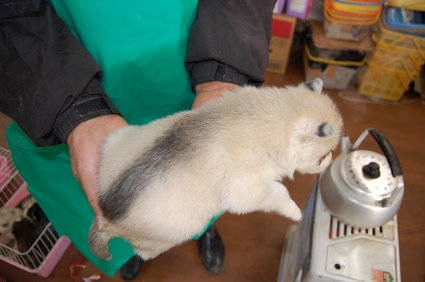 シベリアンハスキーの子犬の写真No.200812031-2