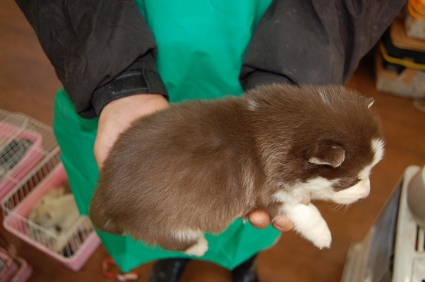 シベリアンハスキーの子犬の写真No.200812031-2