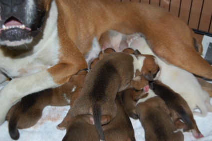 2010年5月21日産まれのボクサー犬の子犬の写真