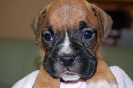 ボクサー犬の子犬の写真201005217