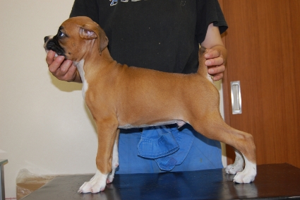 ボクサー犬の子犬の写真201005214-2