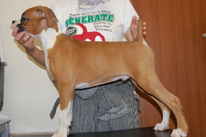 ボクサー犬の子犬の写真201005212-2