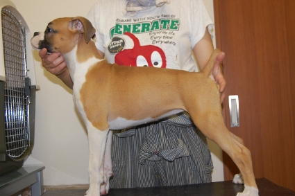ボクサー犬の子犬の写真201005216-2