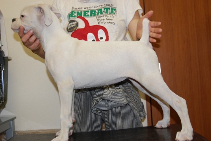 ボクサー犬の子犬の写真201005218-2