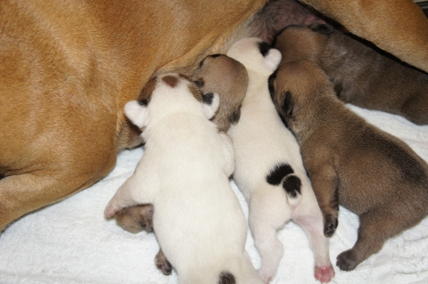 2013年3月12日産まれのフレンチブルドッグ子犬の写真