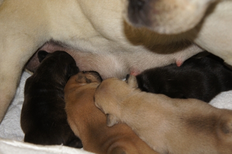 2013年1月11日産まれのフレンチブルドッグ子犬の写真