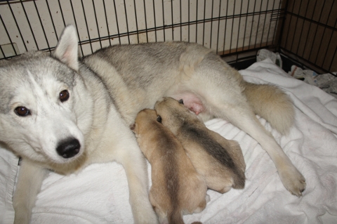 2012年8月20日産まれのシベリアンハスキーの子犬の写真