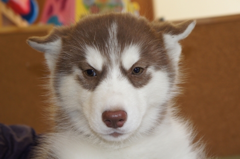 シベリアンハスキーの子犬201212313