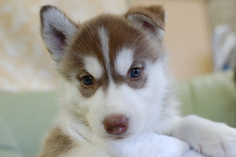 シベリアンハスキーの子犬の写真