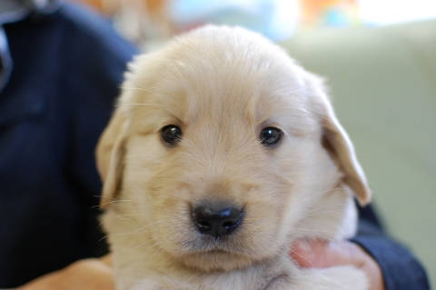 ゴールデンレトリバーの子犬の写真201306184