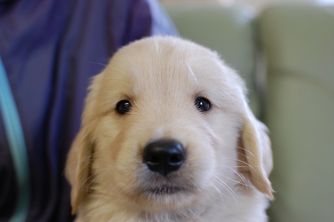 ゴールデンレトリバーの子犬の写真201306183