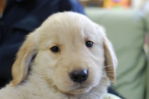 ゴールデンレトリバーの子犬の写真201306184