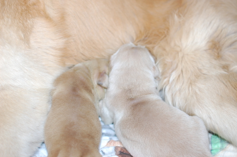 2014年3月31日生まれのゴールデンレトリバーの子犬の写真