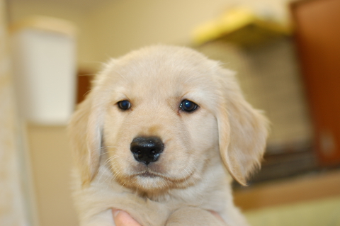 ゴールデンレトリーバーの子犬の写真