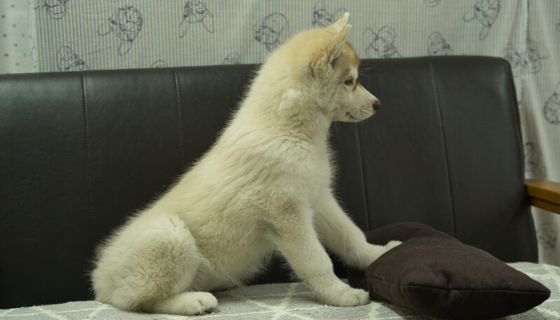 シベリアンハスキー子犬の写真No.202402244右側面5月19日現在