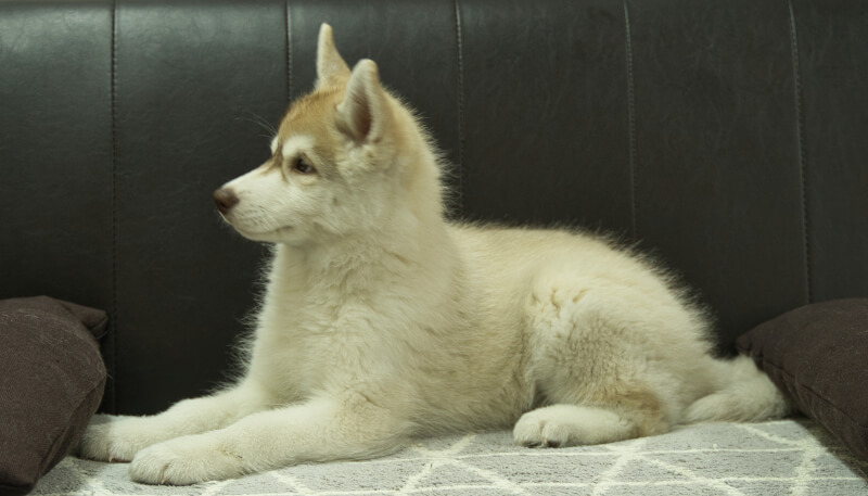 シベリアンハスキー子犬の写真No.202402244-4　5月19日現在