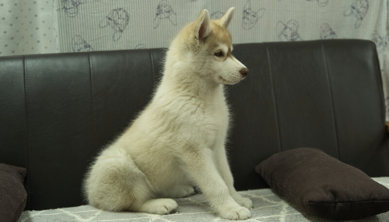 シベリアンハスキー子犬の写真No.202402244-5　5月19日現在