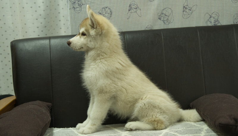 シベリアンハスキー子犬の写真No.202402244左側面5月19日現在