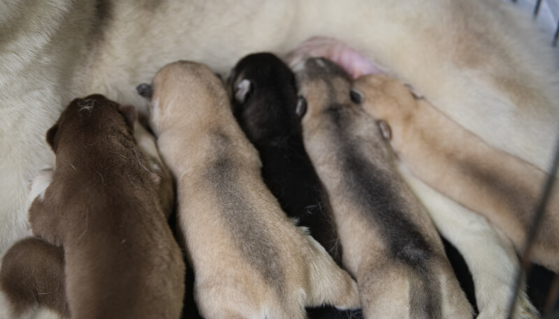2024年5月2日生まれのシベリアンハスキーの子犬たち