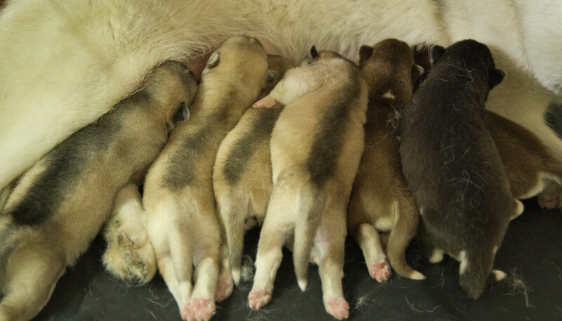 2024年5月3日生まれのシベリアンハスキーの子犬たち