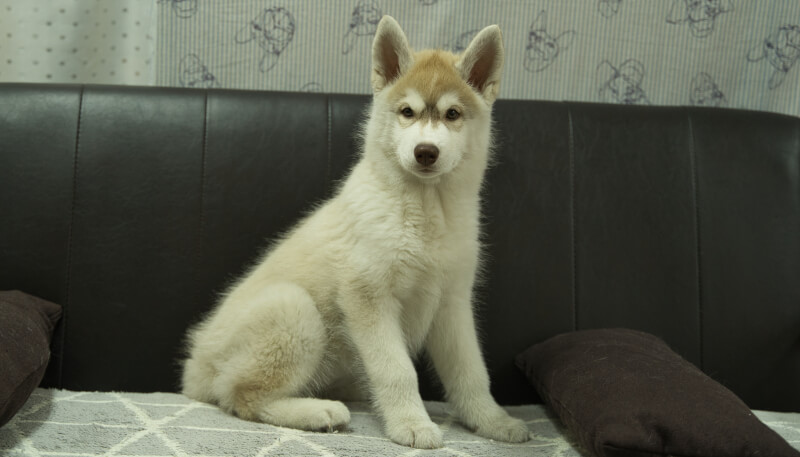 シベリアンハスキー子犬の写真No.202402244正面5月19日現在