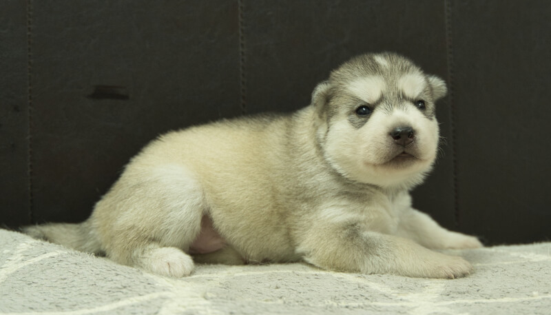 シベリアンハスキー子犬の写真No.202405021-5　5月26日現在