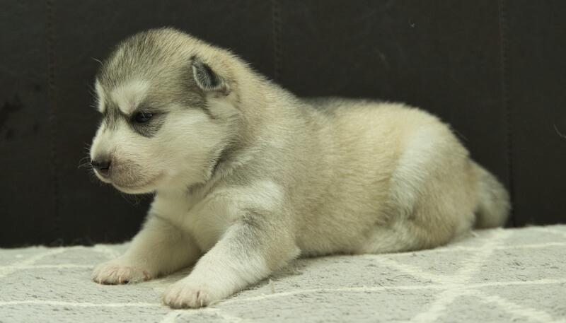 シベリアンハスキー子犬の写真No.202405021-4　5月26日現在