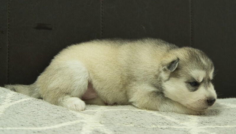シベリアンハスキー子犬の写真No.202405021右側面5月26日現在