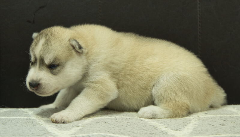 シベリアンハスキー子犬の写真No.202405025左側面5月26日現在