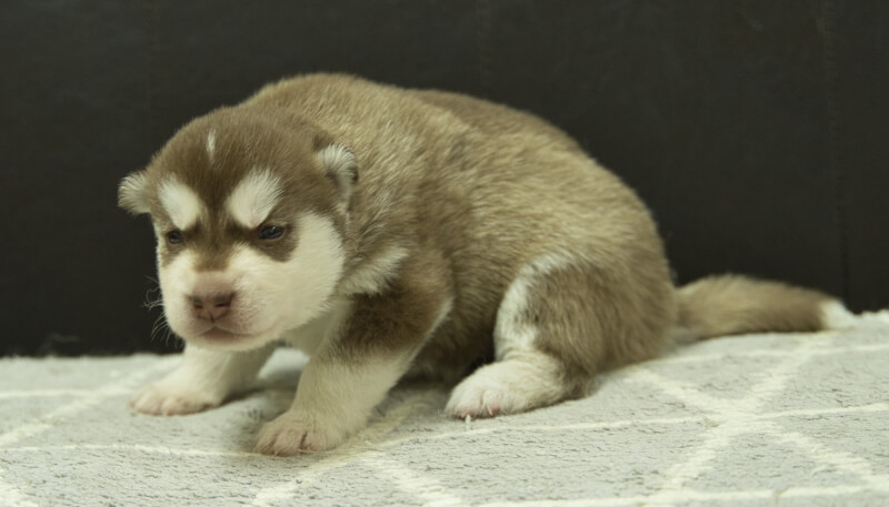 シベリアンハスキー子犬の写真No.202405026-4　5月26日現在