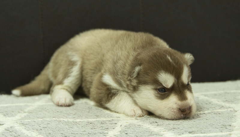 シベリアンハスキー子犬の写真No.202405026-5　5月26日現在