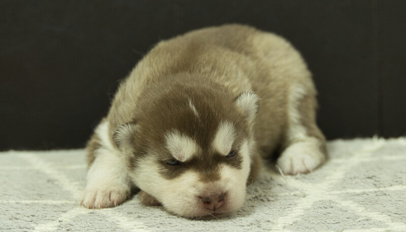 シベリアンハスキー子犬の写真No.202405026正面5月26日現在