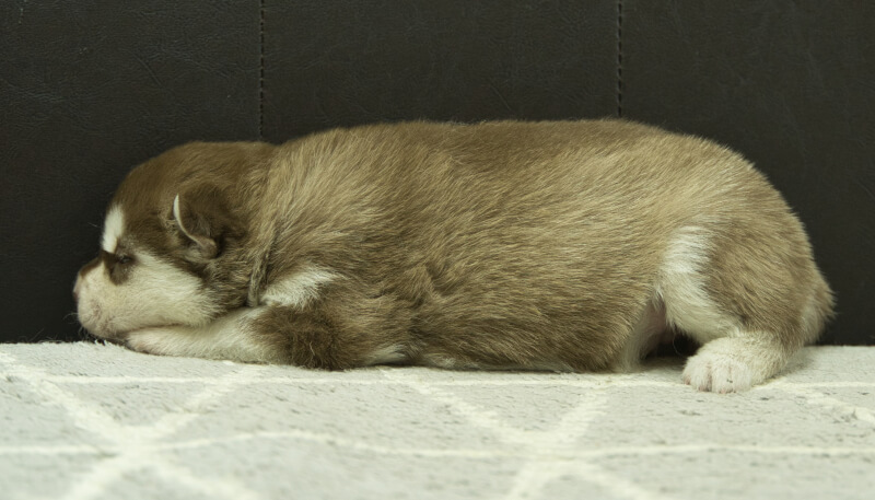 シベリアンハスキー子犬の写真No.202405026左側面5月26日現在