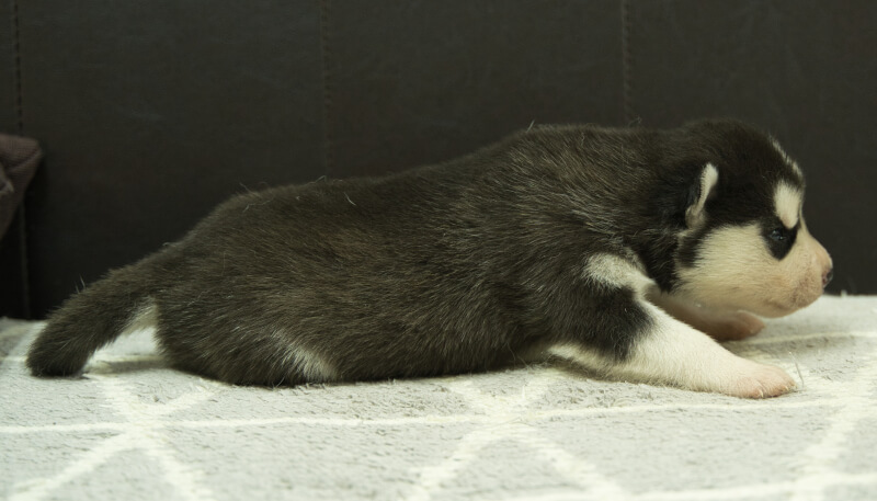 シベリアンハスキー子犬の写真No.202405031右側面5月26日現在