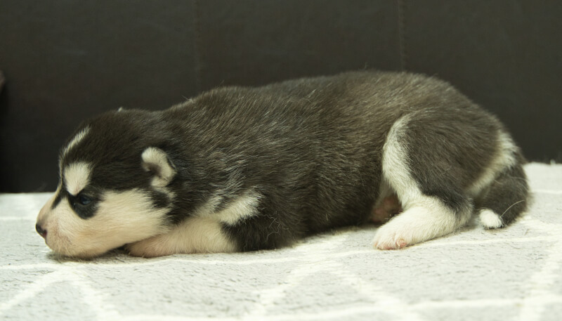 シベリアンハスキー子犬の写真No.202405031左側面5月26日現在