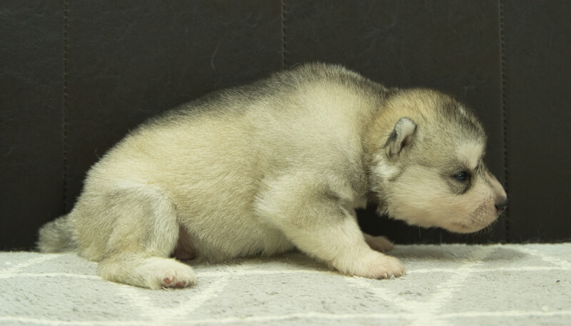 シベリアンハスキー子犬の写真No.202405032右側面5月26日現在