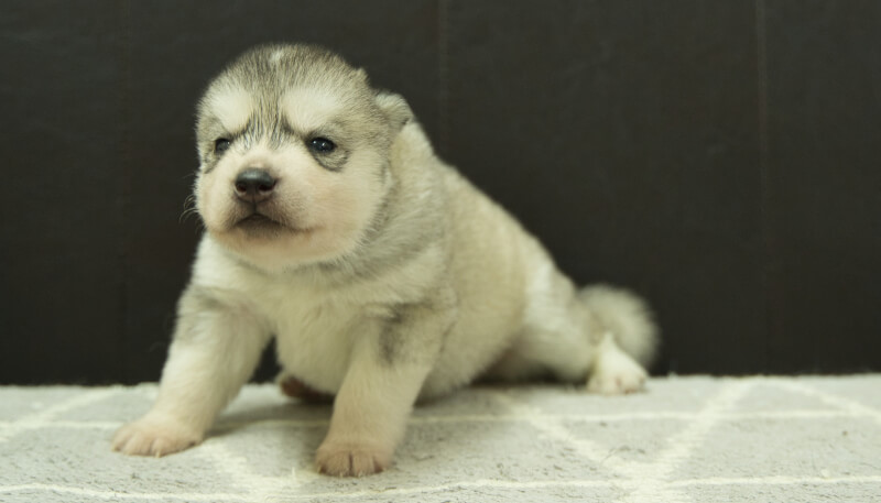 シベリアンハスキー子犬の写真No.202405032-4　5月26日現在