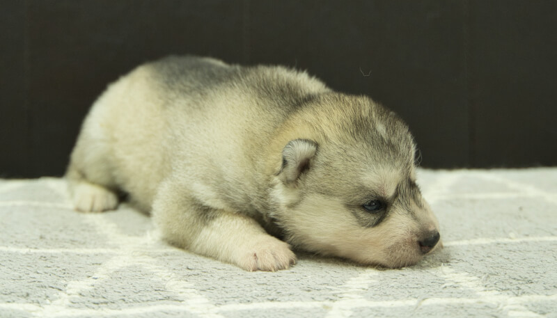 シベリアンハスキー子犬の写真No.202405032-5　5月26日現在