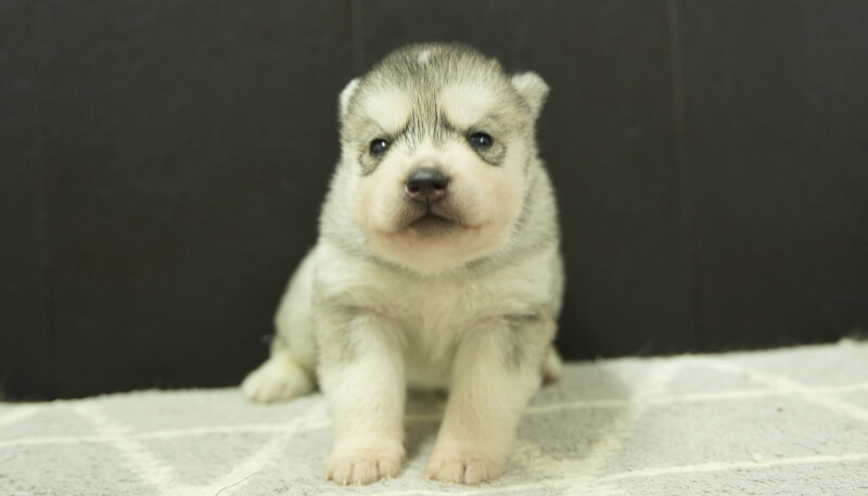 シベリアンハスキー子犬の写真No.202405032正面5月26日現在